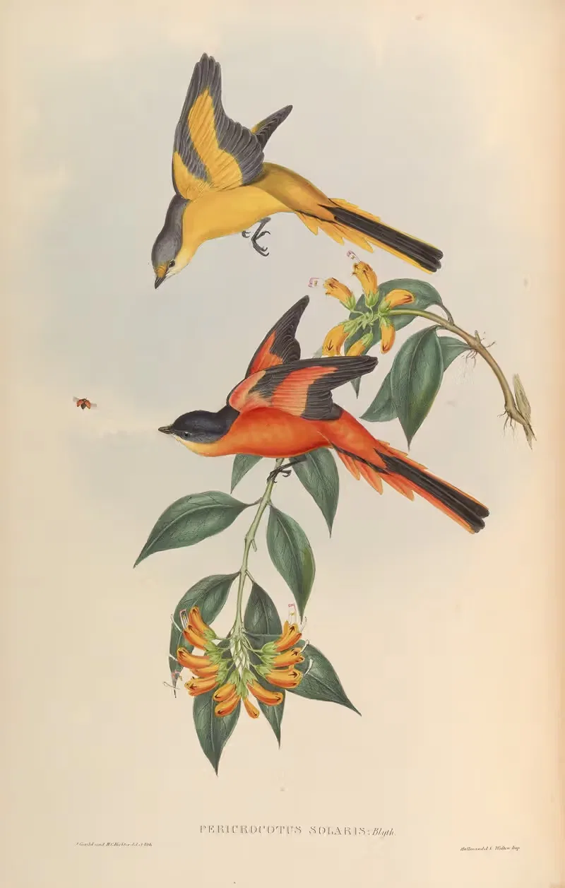 Yellow-throated Pericrocotus (Pericrocotus Solaris) by John Gould, 1850-1883 — digital art print download