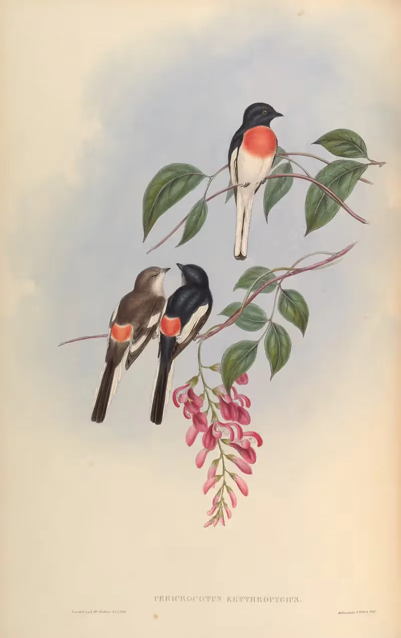 Cawnpore Pericrocotus (Pericrocotus erythropygius) by John Gould, 1850-1883 — digital art print download