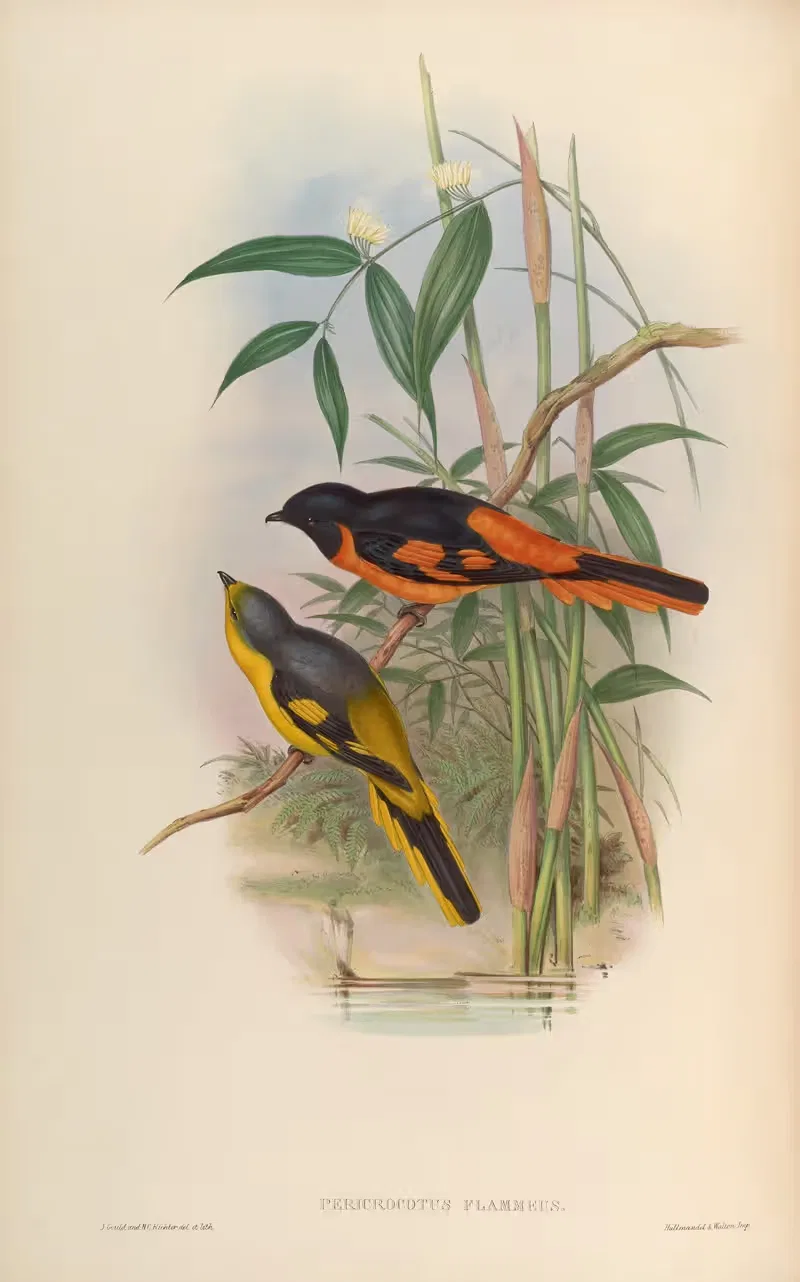 Orange Pericrocotus (Pericrocotus flammeus) by John Gould, 1850-1883 — digital art print download