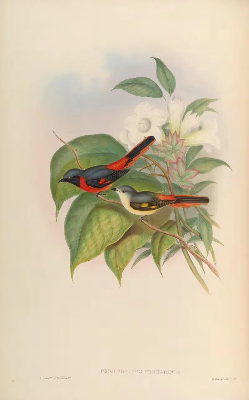 Little Pericrocotus (Pericrocotus peregrinus) by John Gould, 1850-1883 — digital art print download