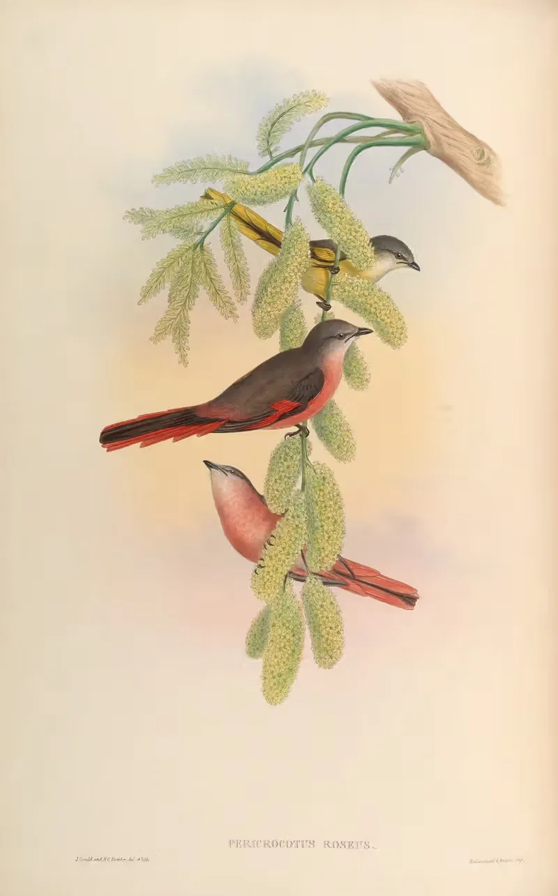 Rosy Pericrocotus (Pericrocotus roseus) by John Gould, 1850-1883 — digital art print download