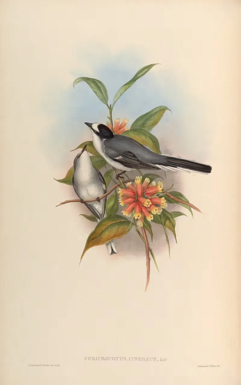 Grey Pericrocotus (Pericrocotus cinereus) by John Gould, 1850-1883 — digital art print download