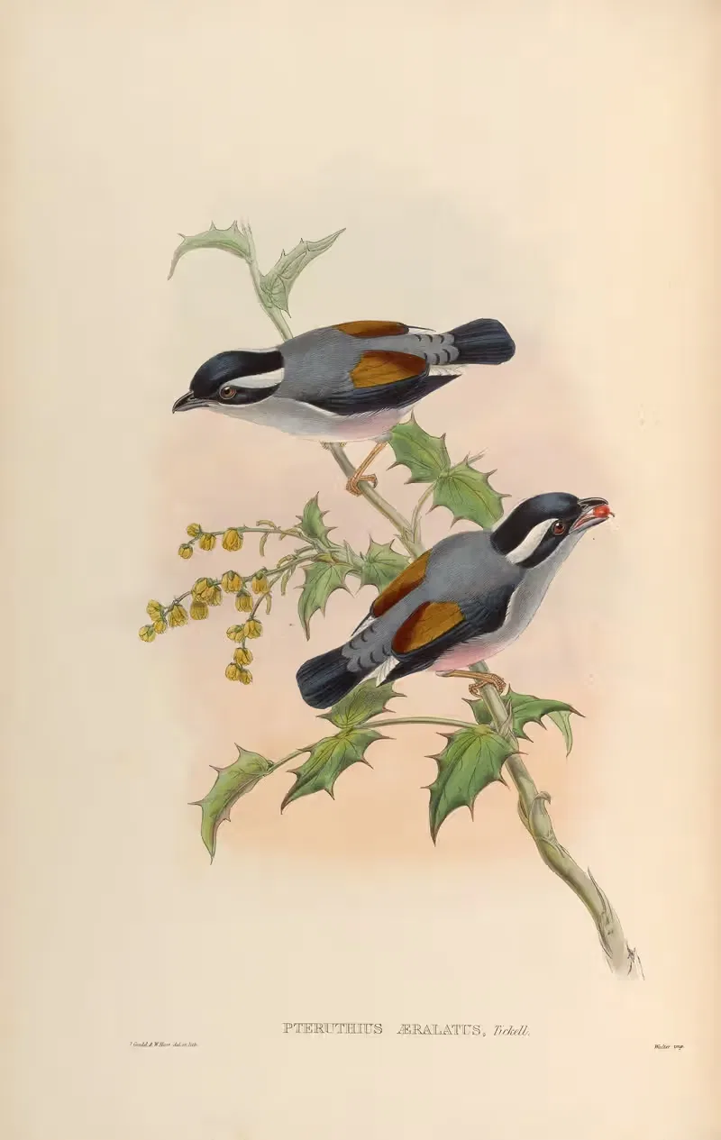 Grey-headed Pteruthius (Pteruthius aeralatus) by John Gould, 1850-1883 — digital art print download