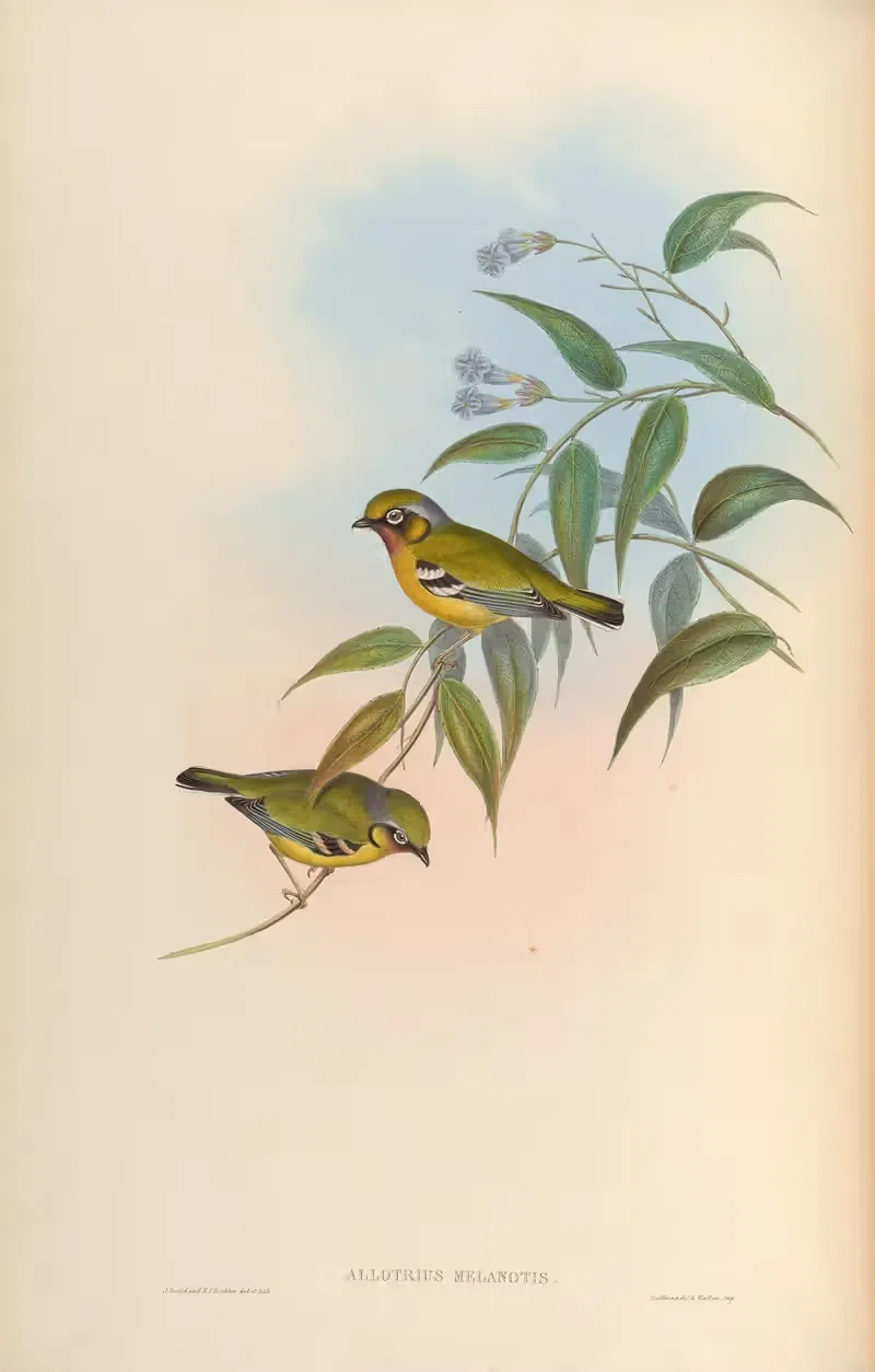 Black-eared Allotrius (Allotrius melanotis) — John Gould