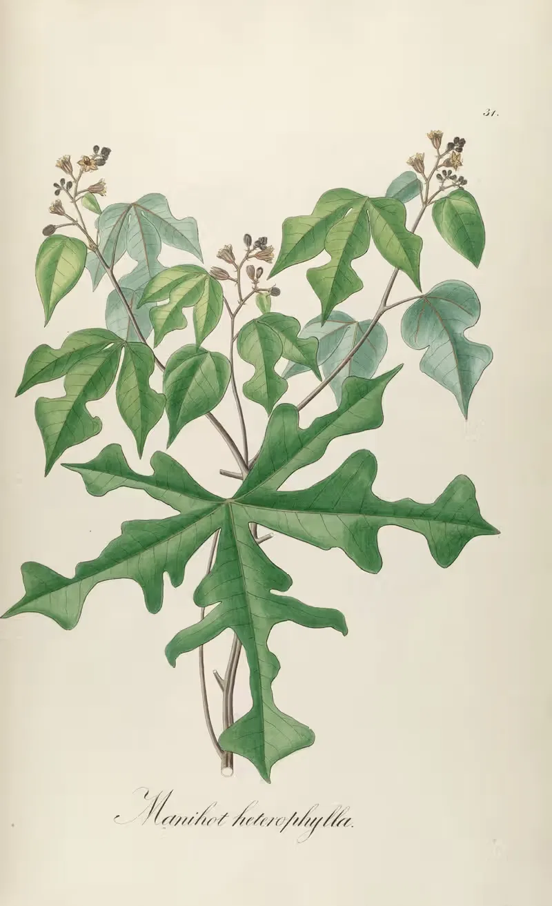 Manihot heterophylla by Johann Baptist Emanuel Pohl, 1827 — digital art print download