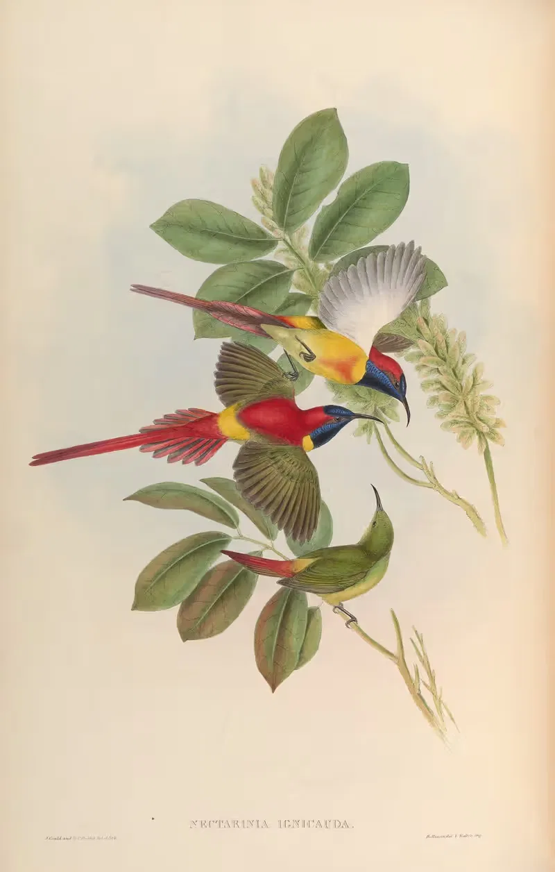 Fiery-tailed Sun-bird (Nectarinia ignicauda) by John Gould, 1850-1883 — digital art print download