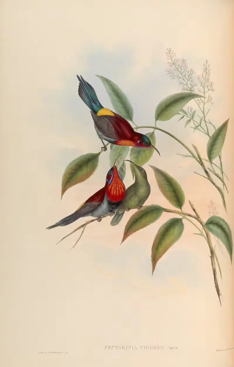 Vigors’ Sun-bird (Nectarinia Vigorsii) — John Gould