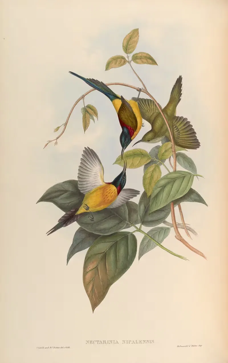 Nepaulese Sun-bird (Nectarinia Nipalensis) — John Gould
