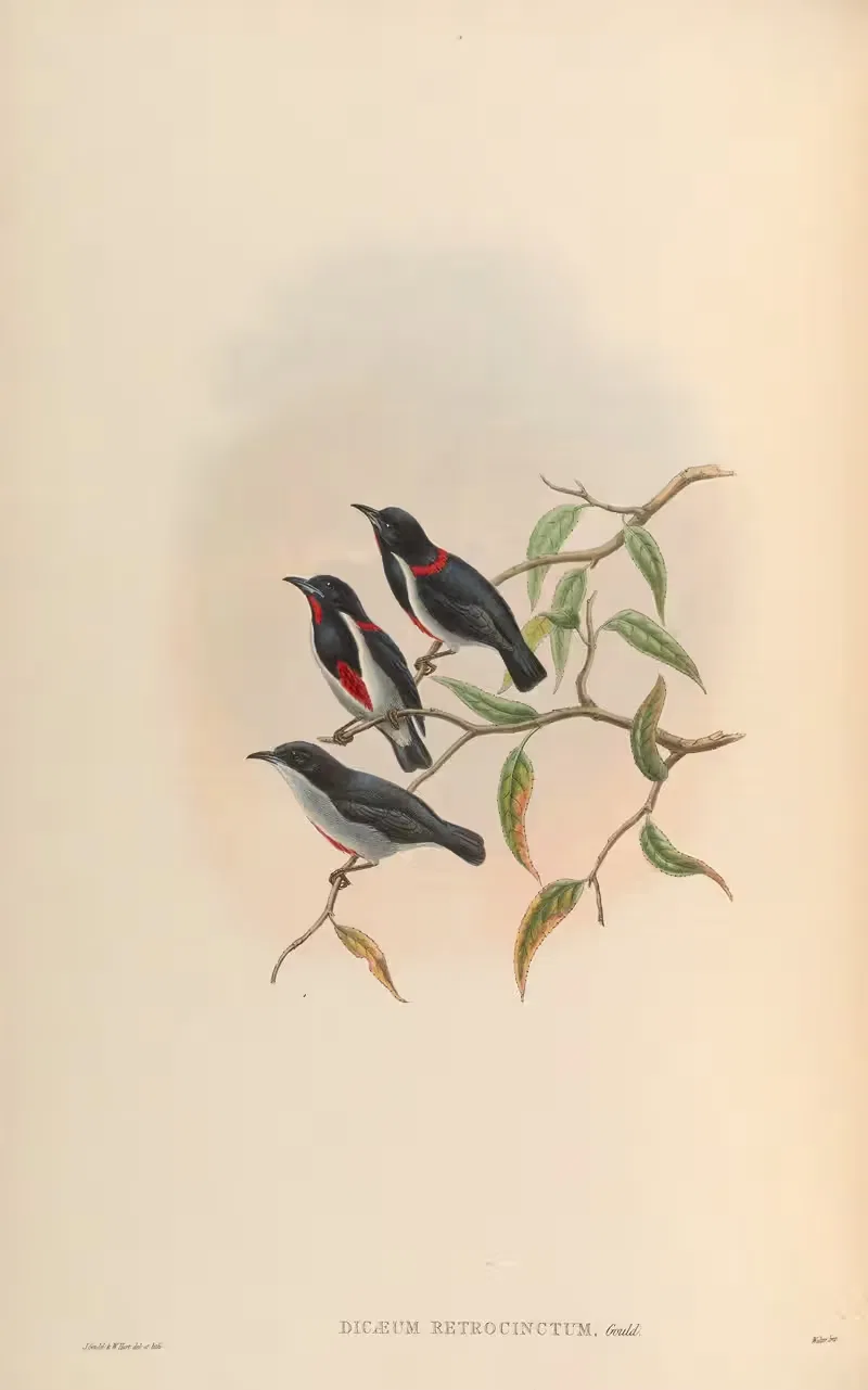 Red-collared Dicaeum (Dicaeum retrocinctum) by John Gould, 1850-1883 — digital art print download