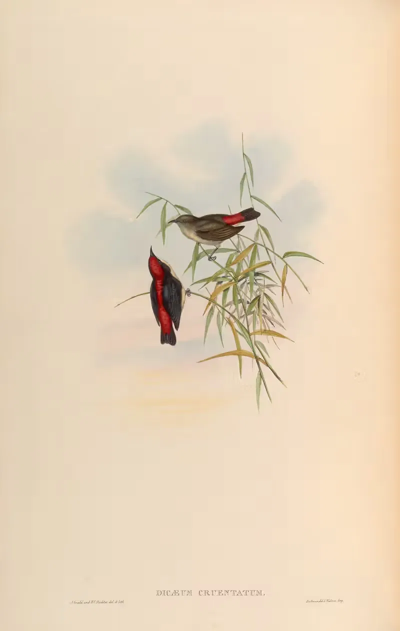 Red-backed Dicaeum (Dicaeum cruentum) — John Gould