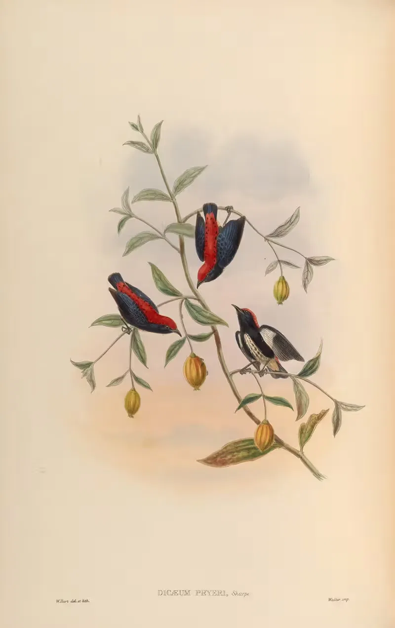Pryer’s Dicaeum (Dicaeum Pryeri) — John Gould