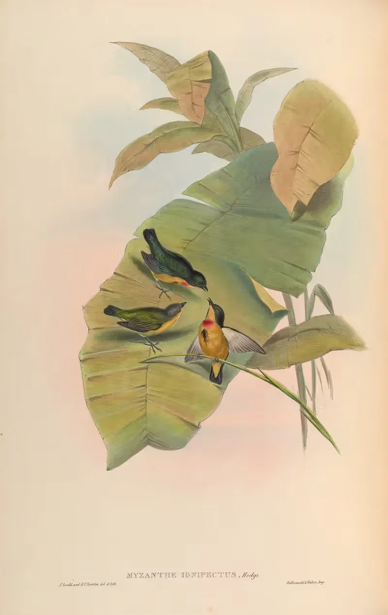 Fire-breasted Myzanthe (Myzanthe ignipectus) — John Gould