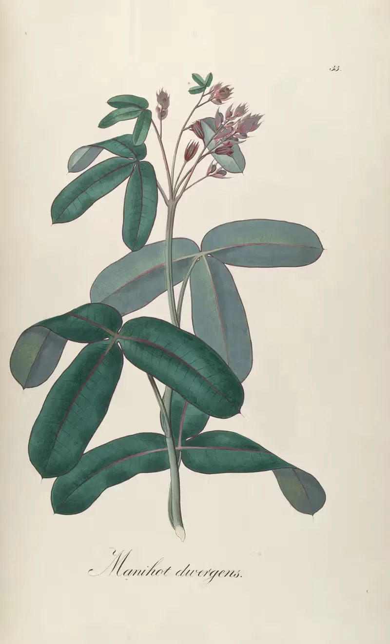 Manihot divergens by Johann Baptist Emanuel Pohl, 1827 — digital art print download