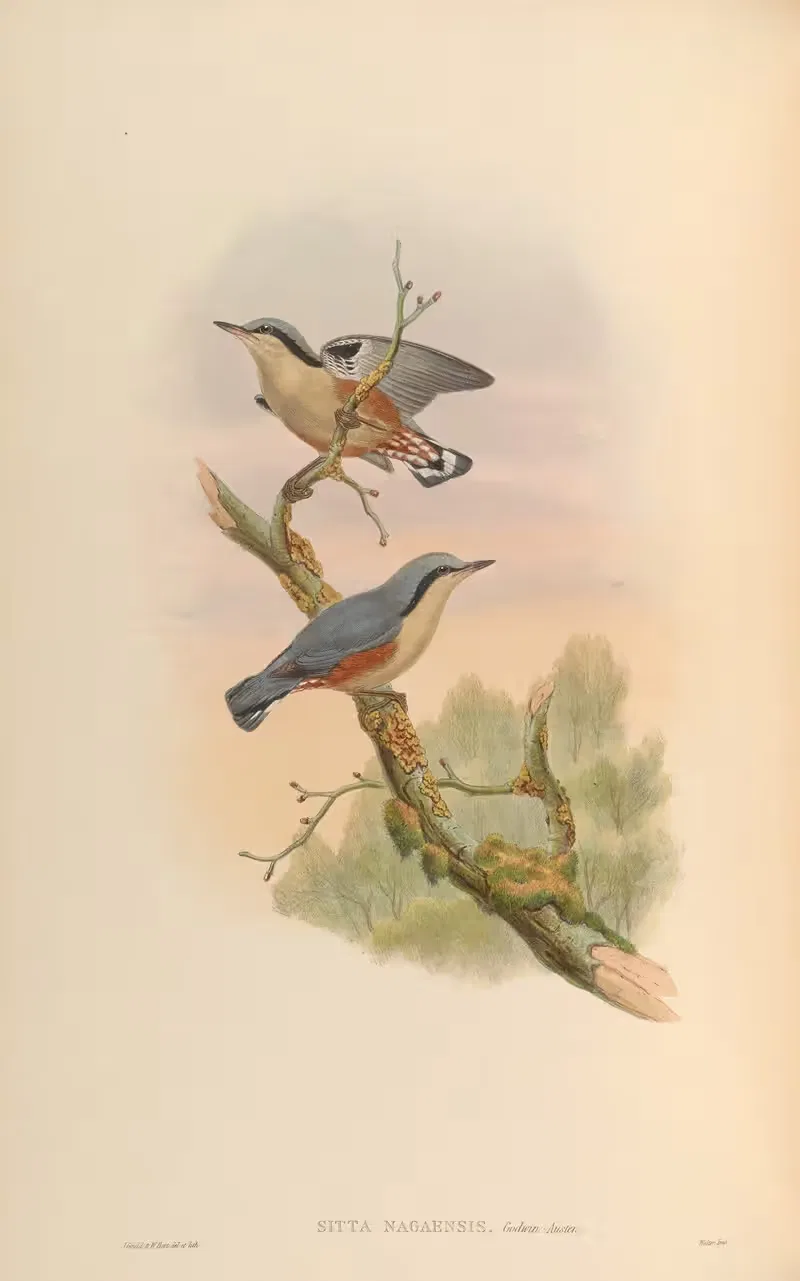 Naga Nuthatch (Sitta nagaensis) by John Gould, 1850-1883 — digital art print download