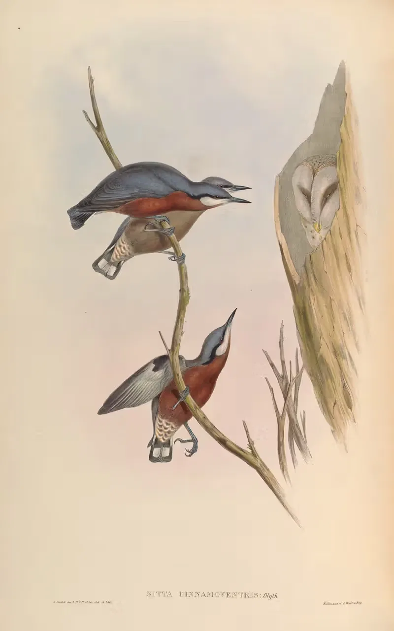 Cinnamon-bellied Nuthatch (Sitta cinnamomeoventris) — John Gould