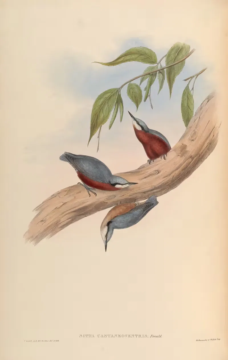 Chestnut-bellied Nuthatch (Sitta castaneoventris) — John Gould