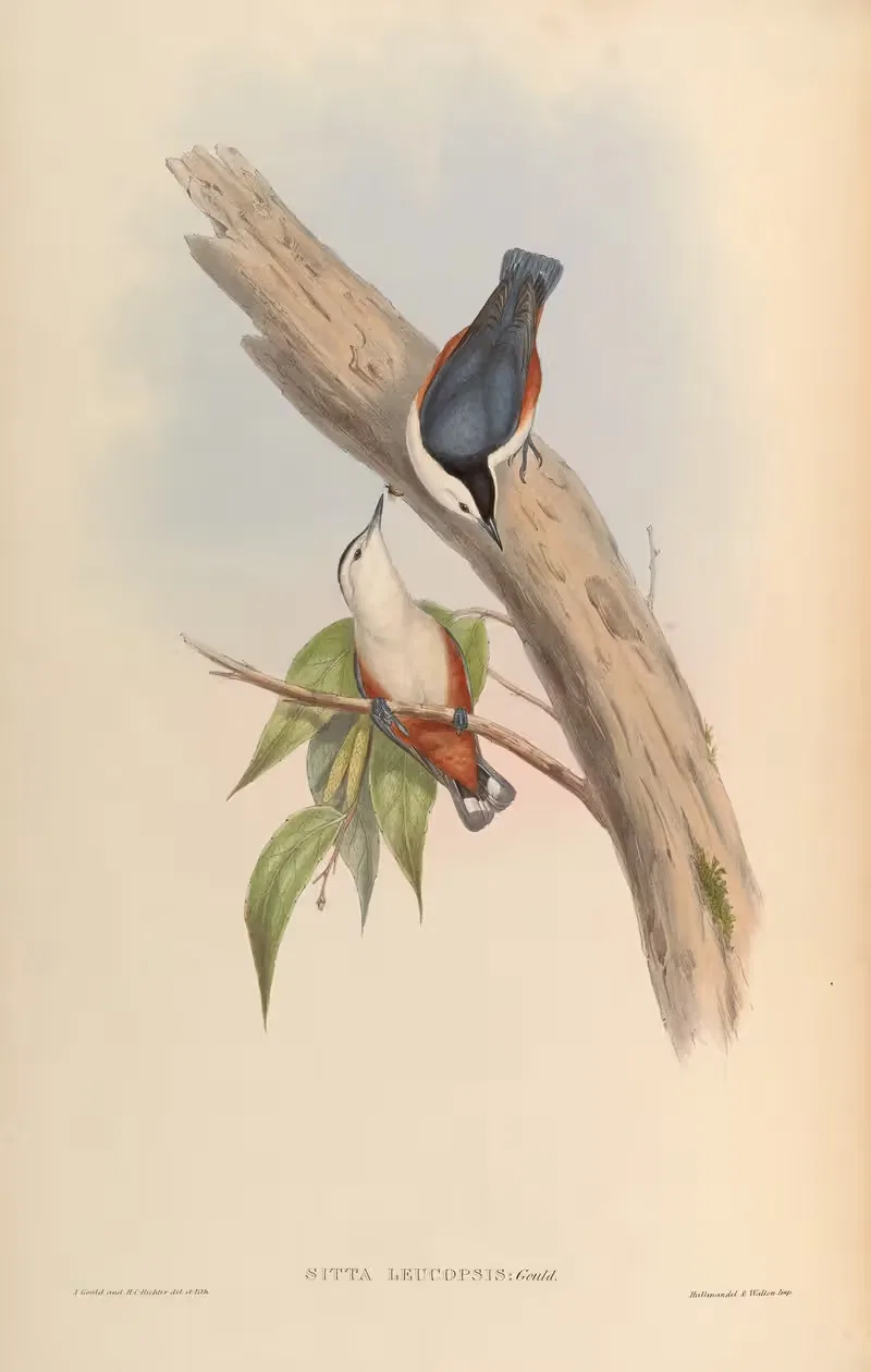 White-faced Nuthatch (Sitta leucopsis) by John Gould, 1850-1883 — digital art print download