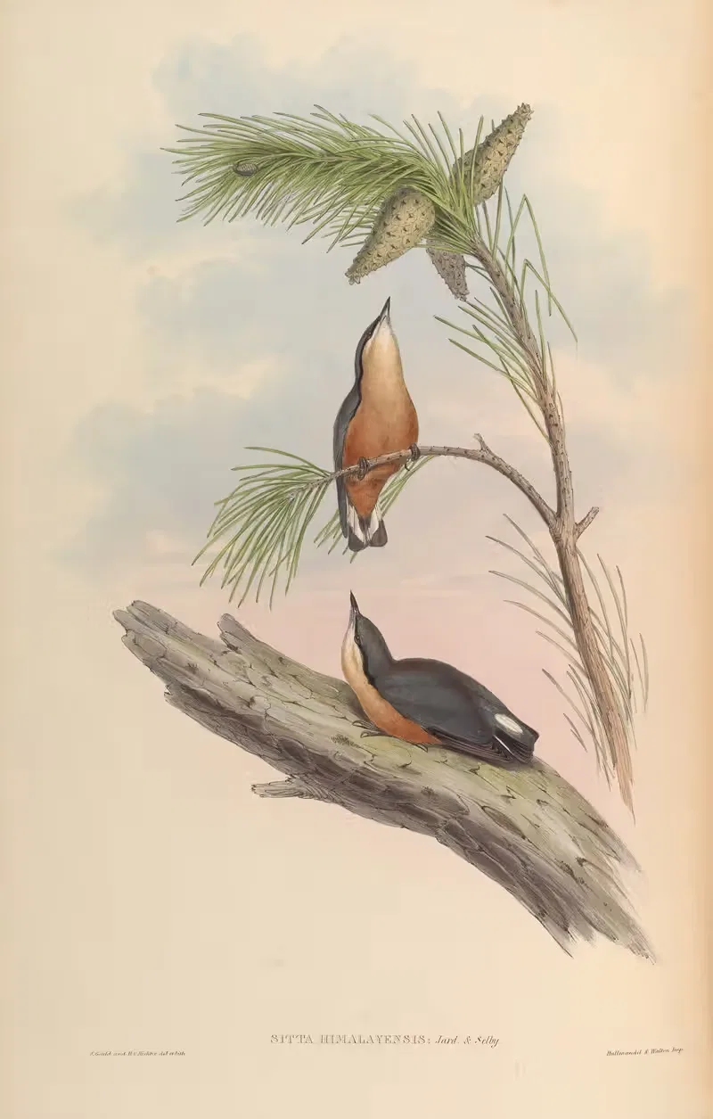 Himalayan Nuthatch (Sitta Himalayensis) by John Gould, 1850-1883 — digital art print download