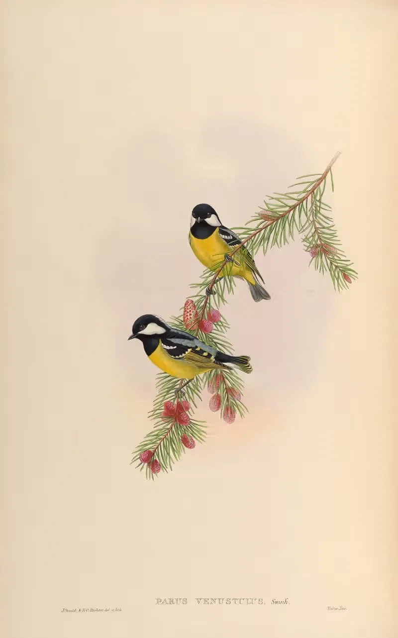 White-naped Tit (Parus venustulus) by John Gould, 1850-1883 — digital art print download