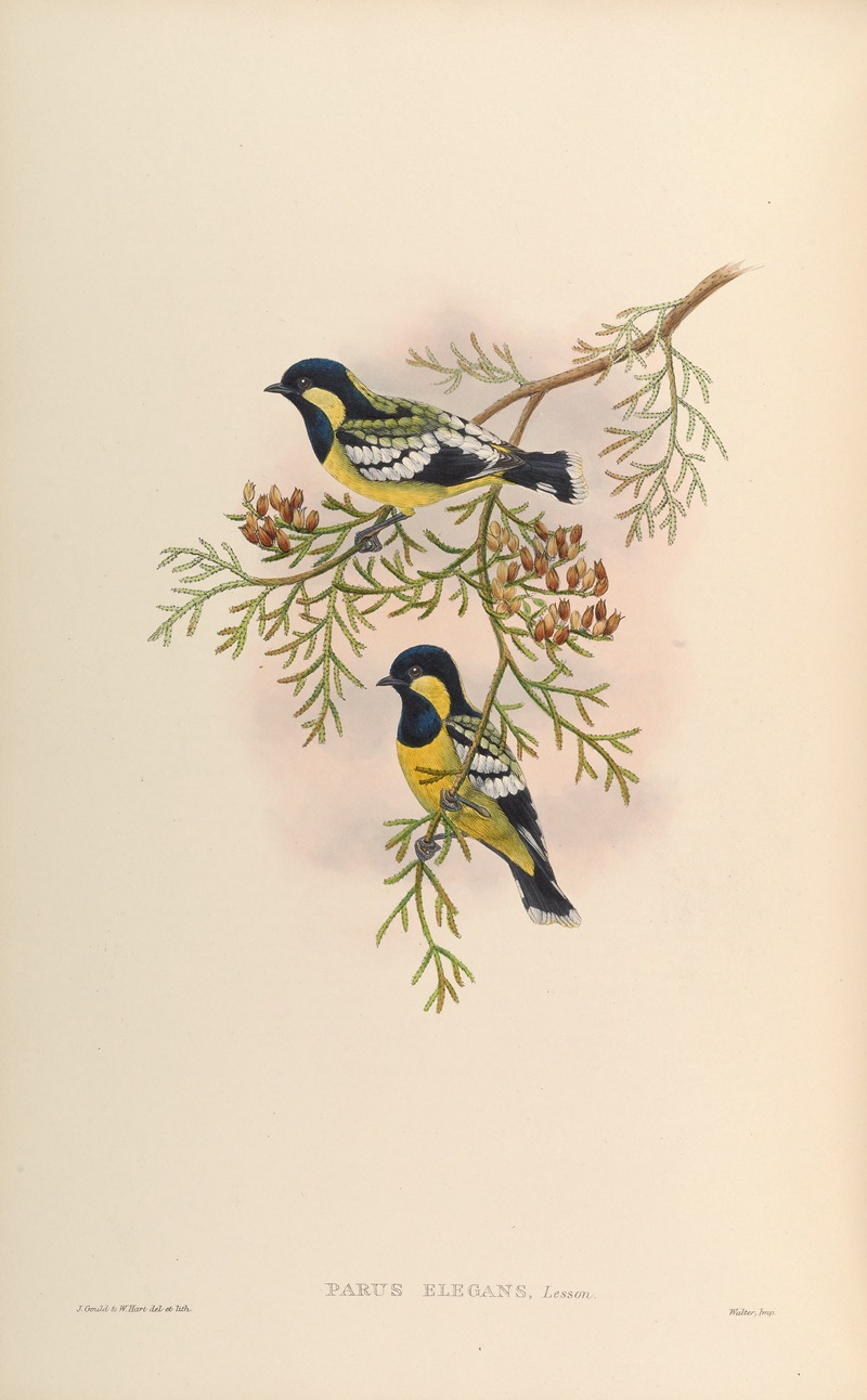 Elegant Tit (Parus elegans) by John Gould, 1850-1883 — digital art print download