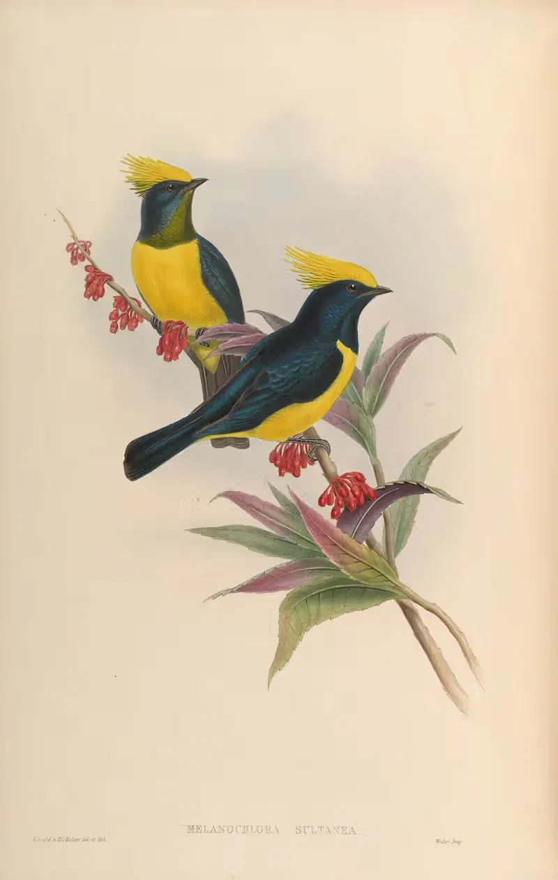 Sultan Tit (Melanochlora Sultanea) by John Gould, 1850-1883 — digital art print download