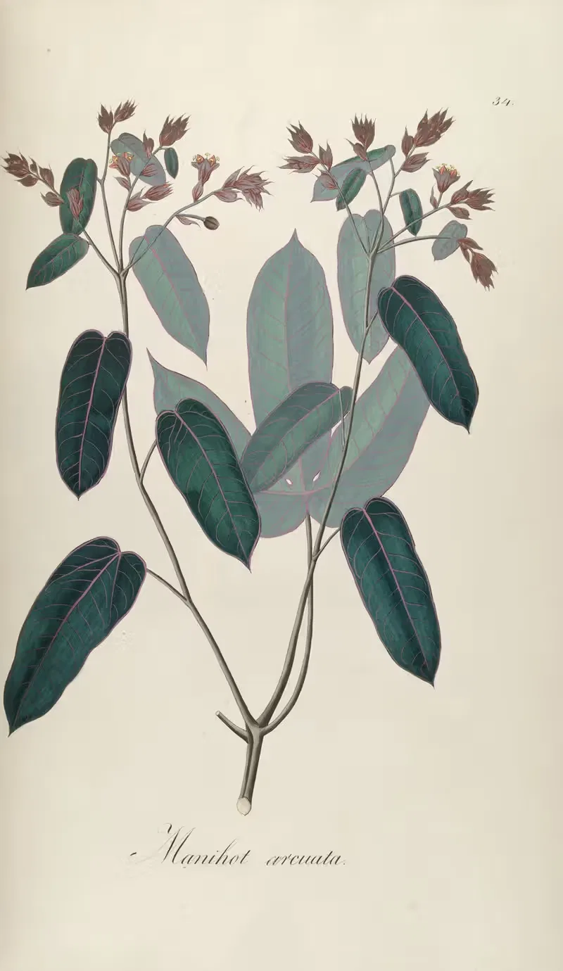 Manihot arcuata by Johann Baptist Emanuel Pohl, 1827 — digital art print download