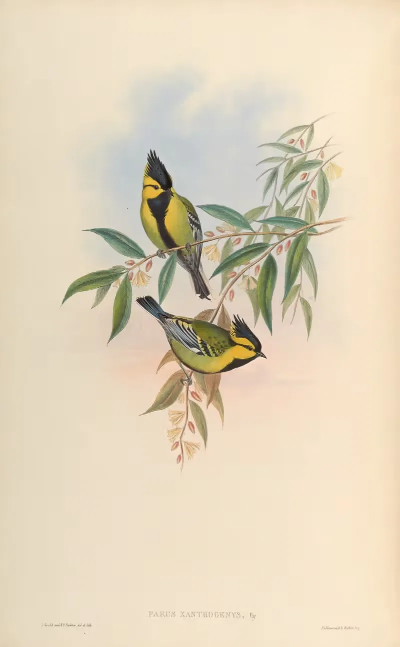 Yellow-cheeked Tit (Parus xanthogenys) by John Gould, 1850-1883 — digital art print download