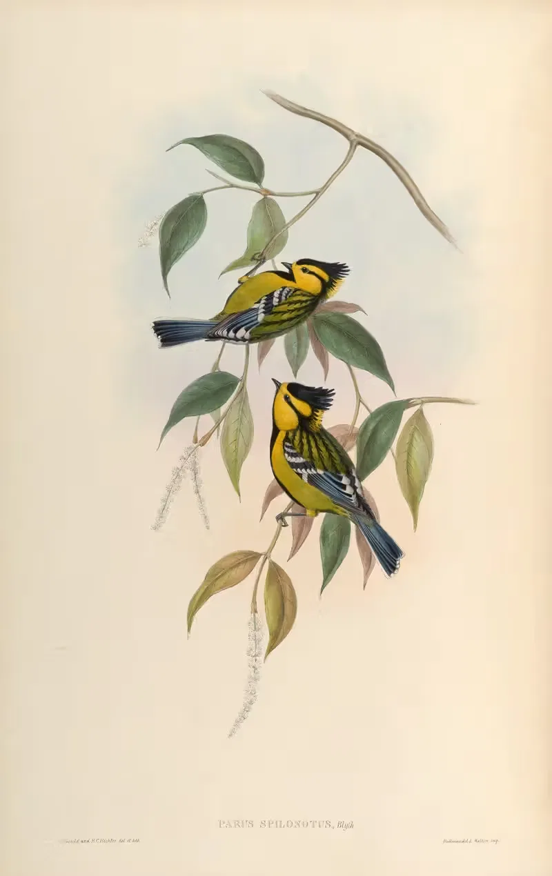 Spotted Tit (Parus spilonotus) by John Gould, 1850-1883 — digital art print download