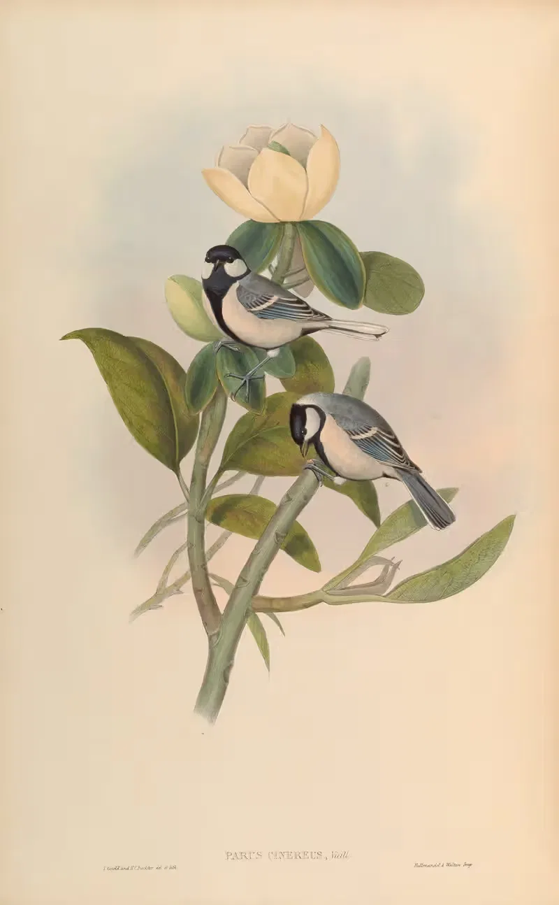Ash-coloured Tit (Parus cinereus) by John Gould, 1850-1883 — digital art print download