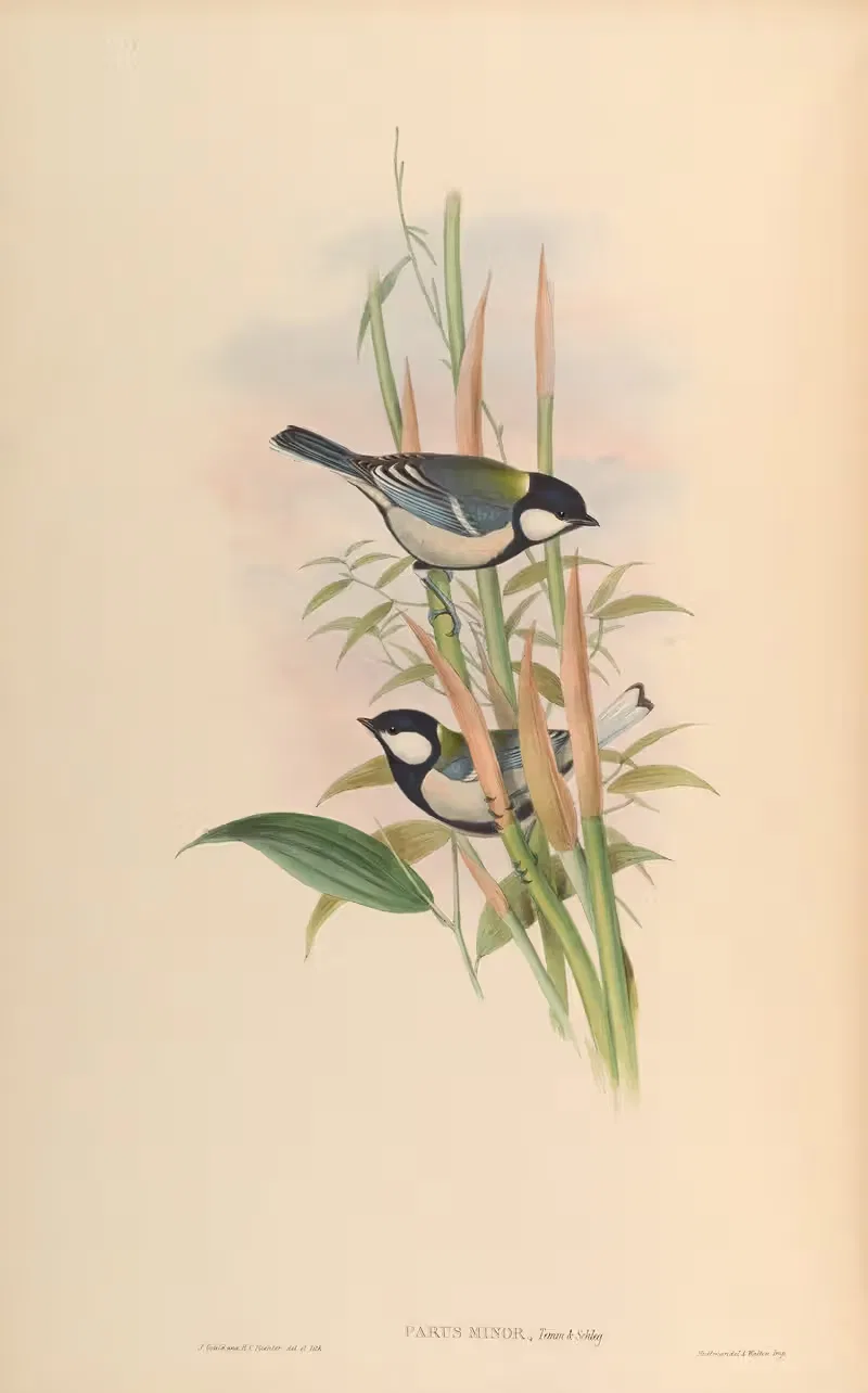 Chinese Tit (Parus minor) by John Gould, 1850-1883 — digital art print download