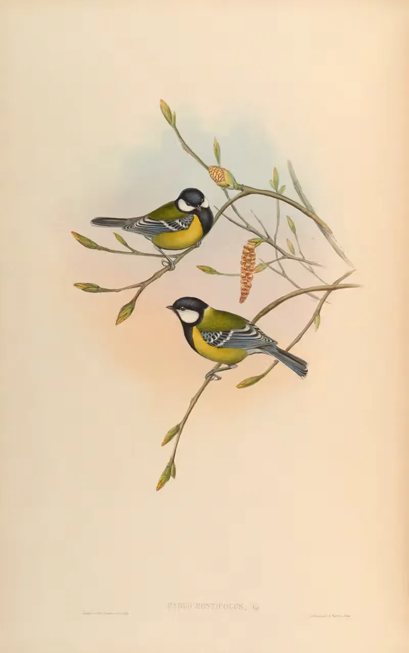 Mountain-Tit (Parus monticolus) by John Gould, 1850-1883 — digital art print download