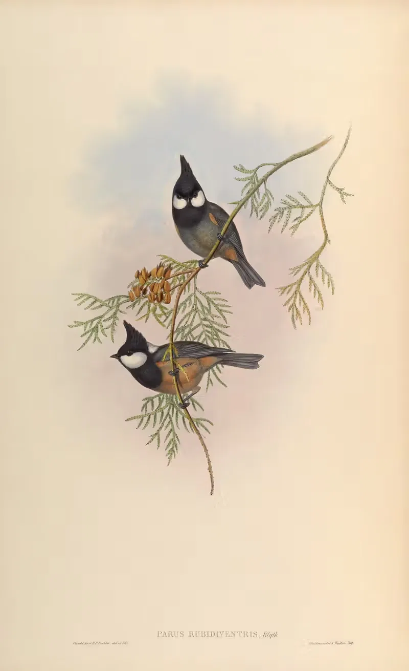 Rufous-bellied Tit (Parus rubidiventris) — John Gould