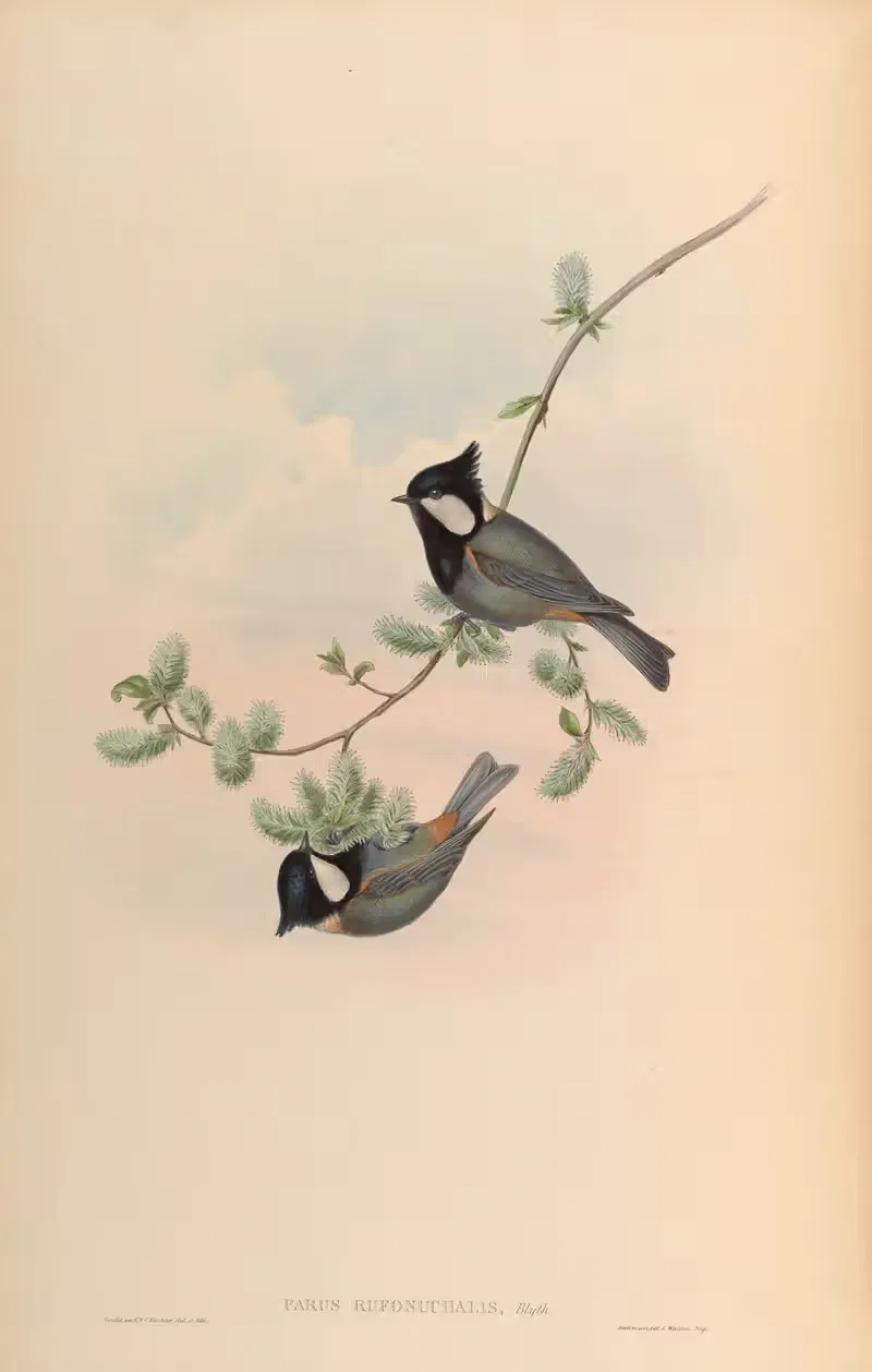 Rufous-naped Tit (Parus rufonuchalis) — John Gould