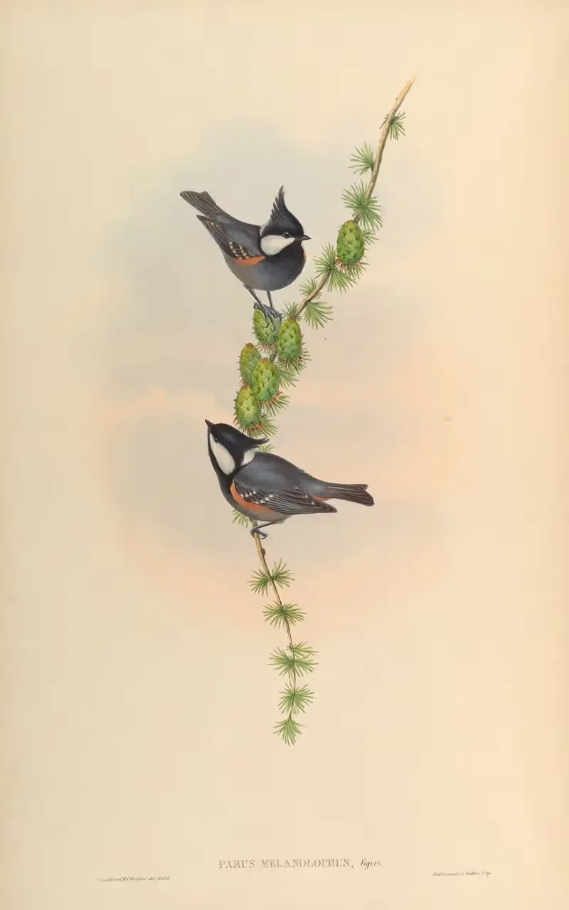 Black-crested Tit (Parus melanolophus) by John Gould, 1850-1883 — digital art print download