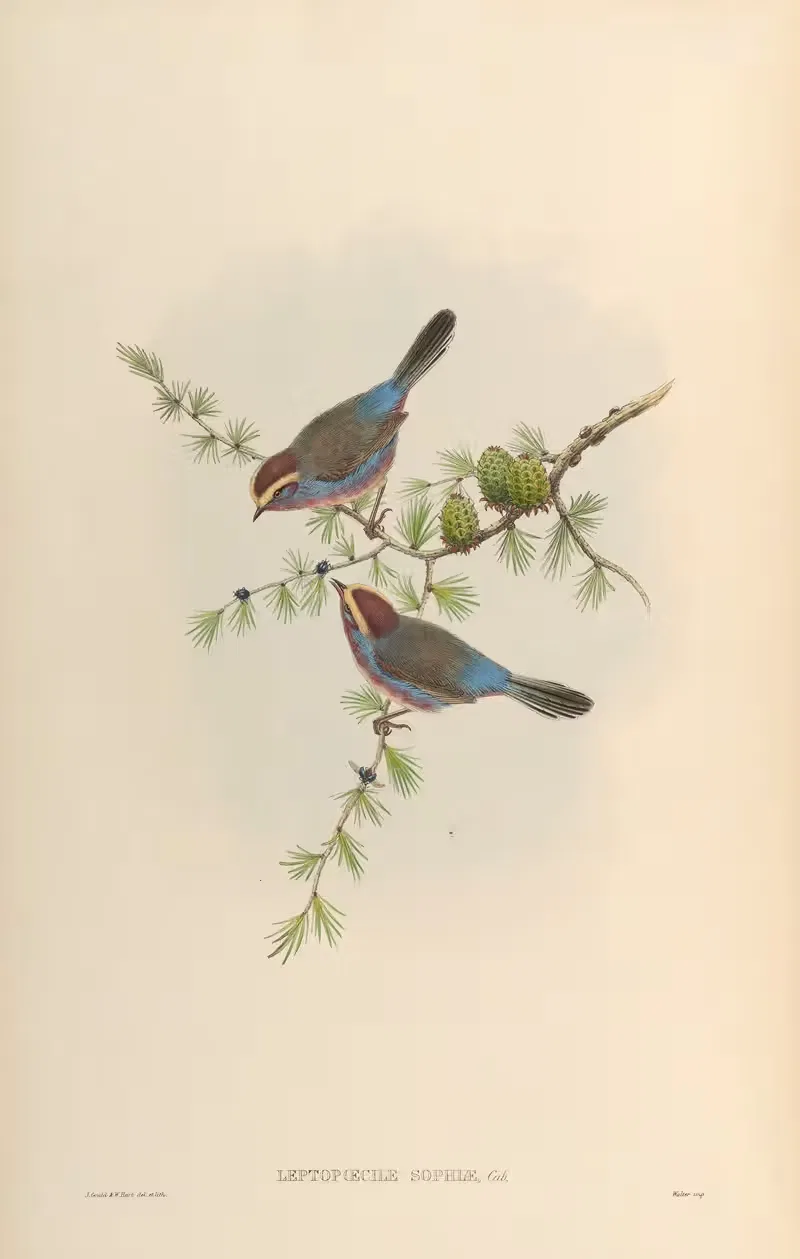 Yarkand Tit (Leptopoecile Sophiae) — John Gould
