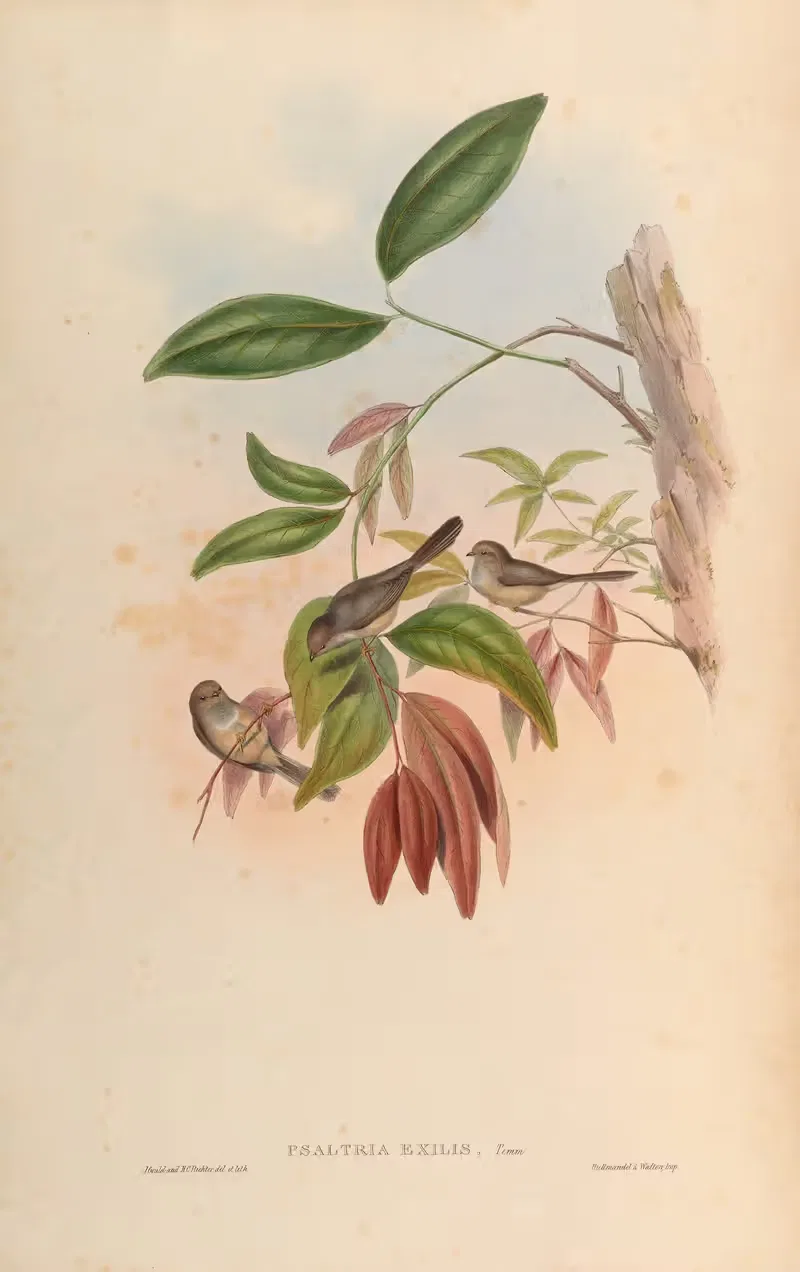 Exile Tit (Psaltria exilis) by John Gould, 1850-1883 — digital art print download