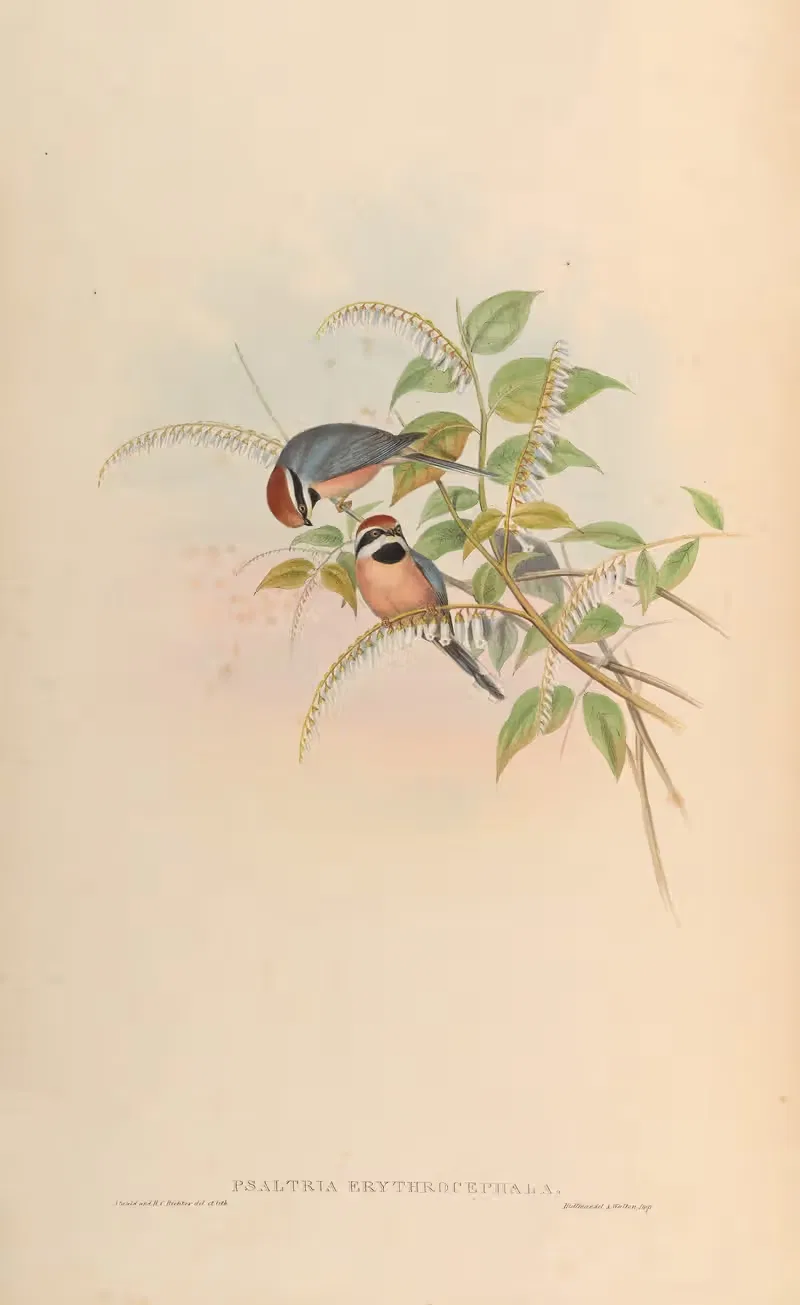 Red-headed Tit (Psaltria erythrocephala) by John Gould, 1850-1883 — digital art print download