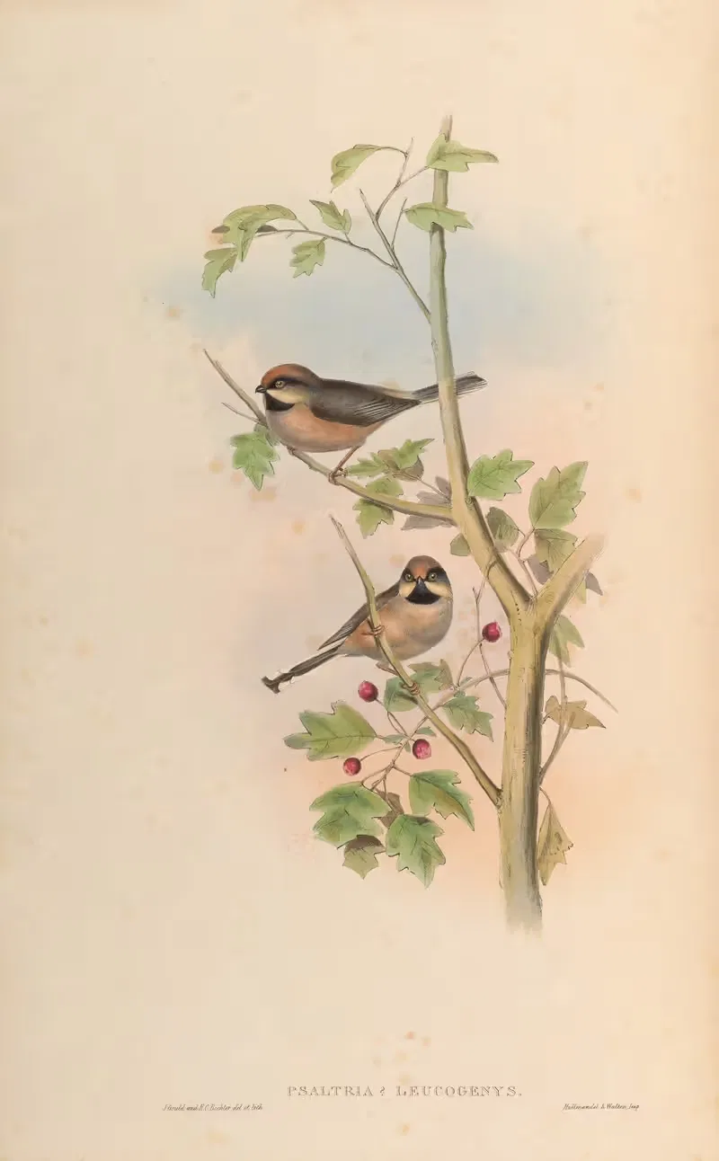 Afghan Tit (Psaltria leucogenys) by John Gould, 1850-1883 — digital art print download