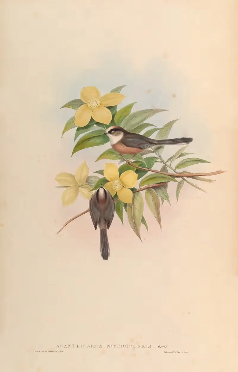 White-throated Tit (Acanthiparus niveogularis) by John Gould, 1850-1883 — digital art print download