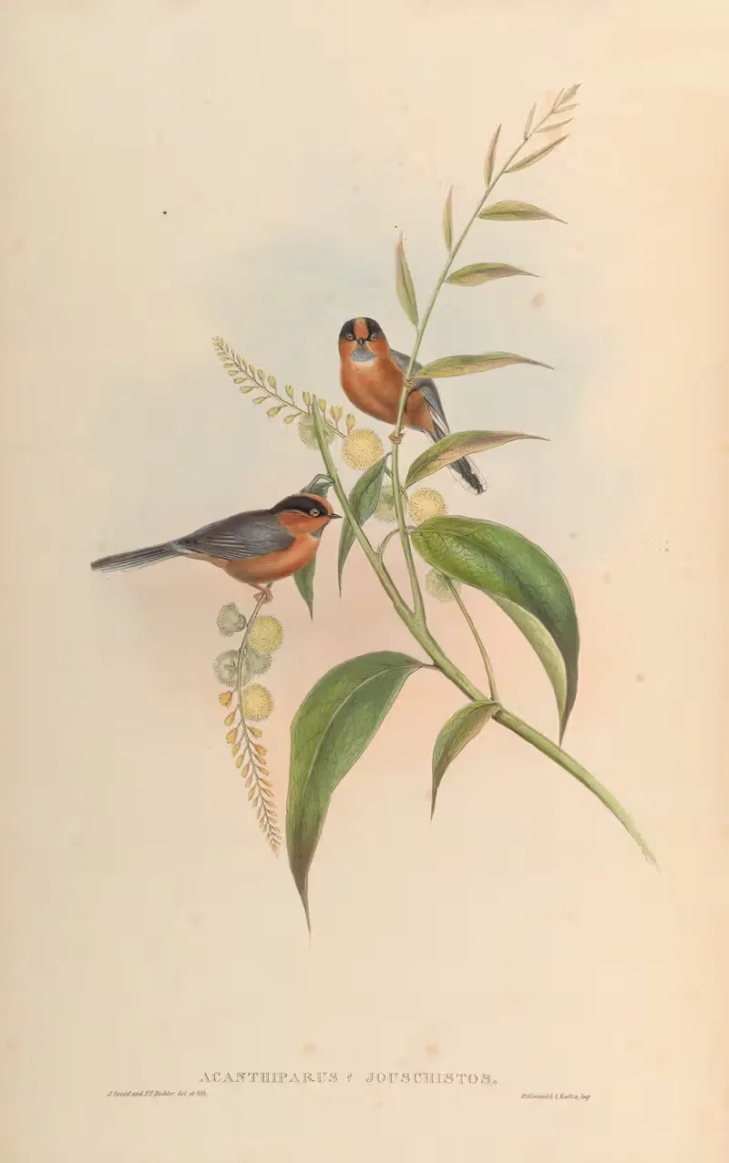 Chestnut-breasted Tit (Acanthiparus Jouschistos) by John Gould, 1850-1883 — digital art print download