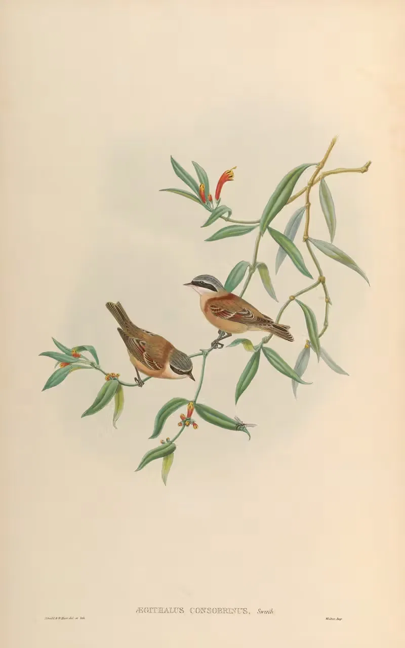 Chinese Penduline Tit (Aegithalus consobrinus) by John Gould, 1850-1883 — digital art print download