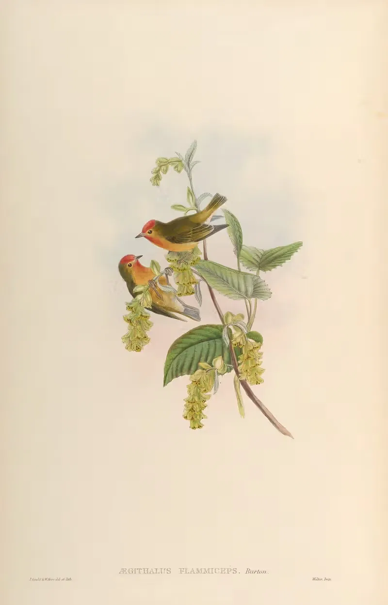 Flame-fronted Flower-pecker (Aegithalus flammiceps) by John Gould, 1850-1883 — digital art print download