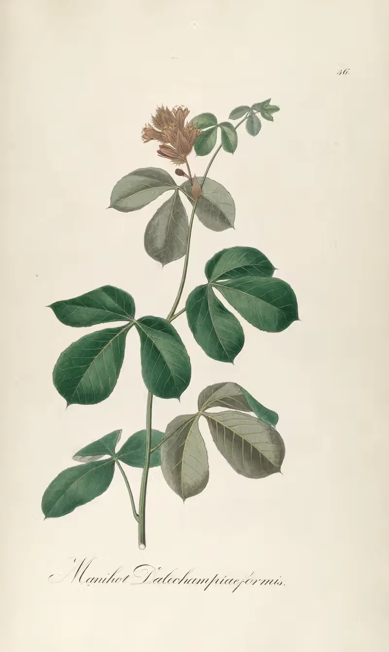 Manihot dalechampiaeformis by Johann Baptist Emanuel Pohl, 1827 — digital art print download