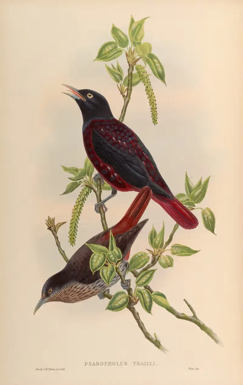 Maroon Oriole (Psaropholus Trailli) by John Gould, 1850-1883 — digital art print download