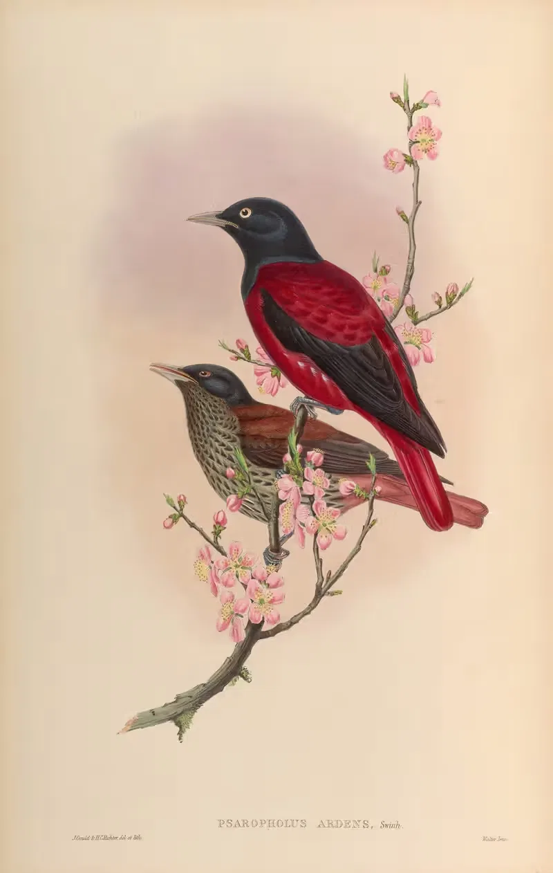 Red Oriole (Psaropholus ardens) by John Gould, 1850-1883 — digital art print download