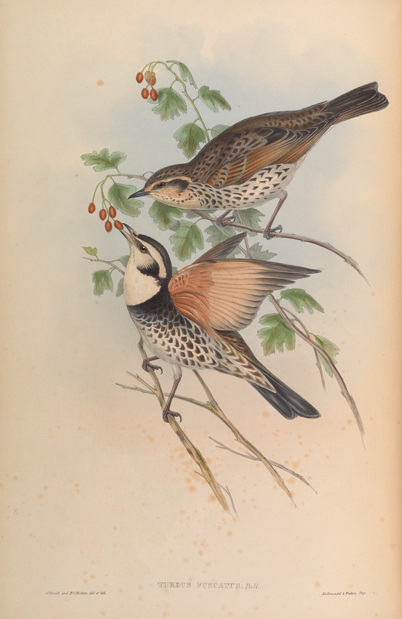 Clouded Thrush (Turdus fuscatus) by John Gould, 1850-1883 — digital art print download
