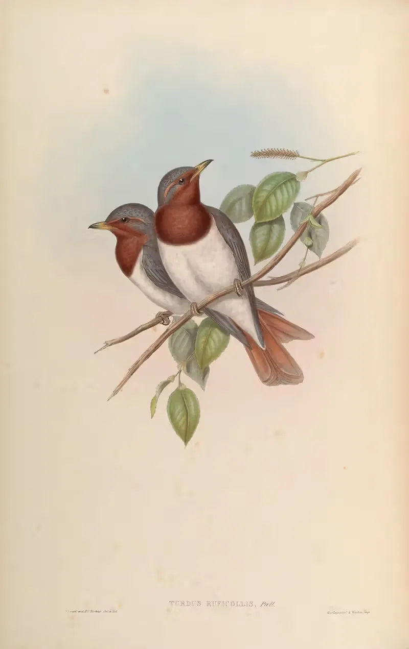 Red-throated Thrush (Turdus ruficollis) by John Gould, 1850-1883 — digital art print download