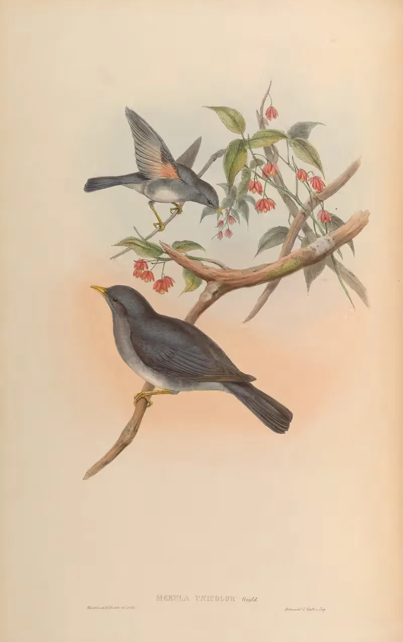 Affghan Thrush (Merula unicolor) by John Gould, 1850-1883 — digital art print download