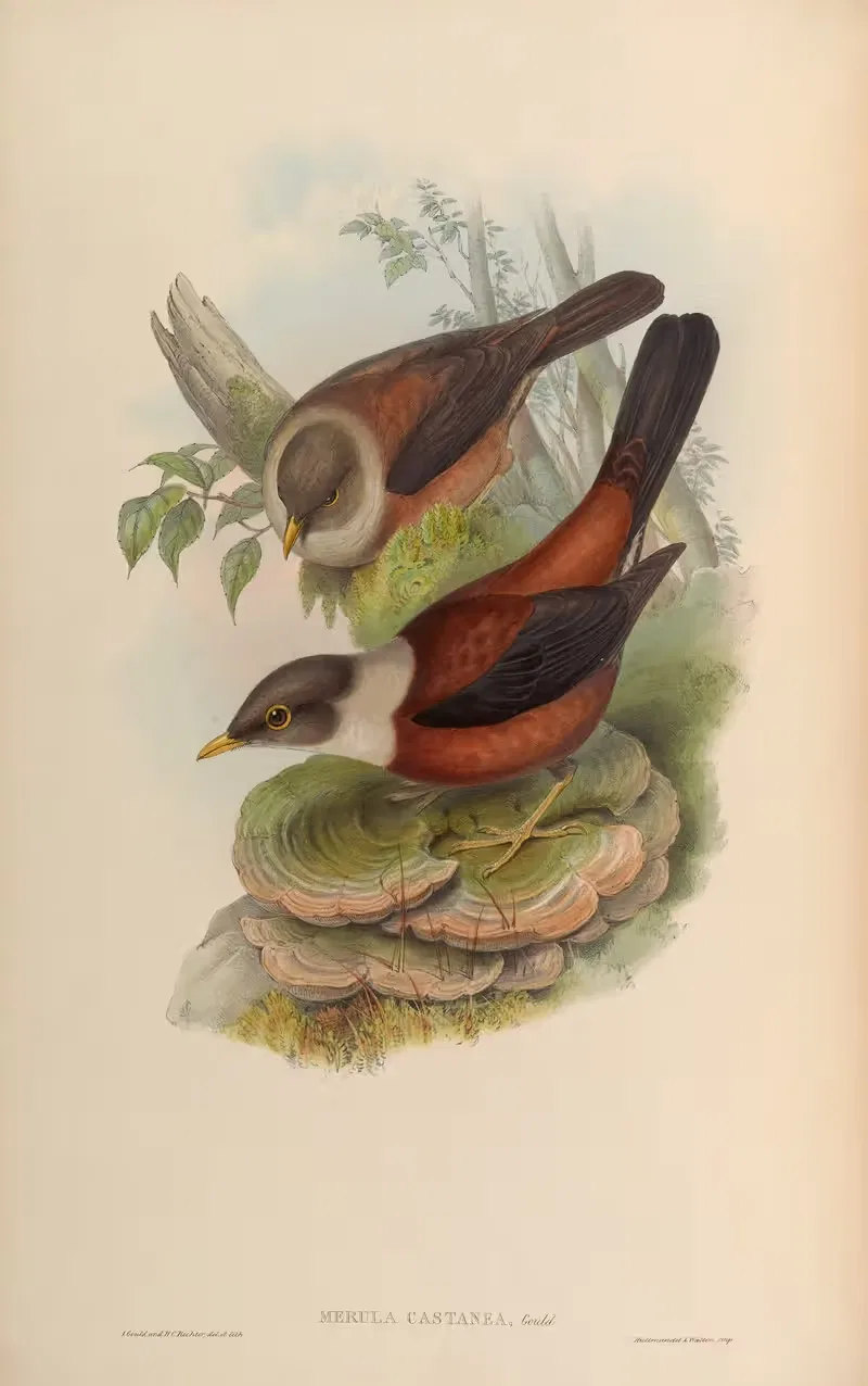 Chestnut-coloured Merula (Merula castanea) by John Gould, 1850-1883 — digital art print download