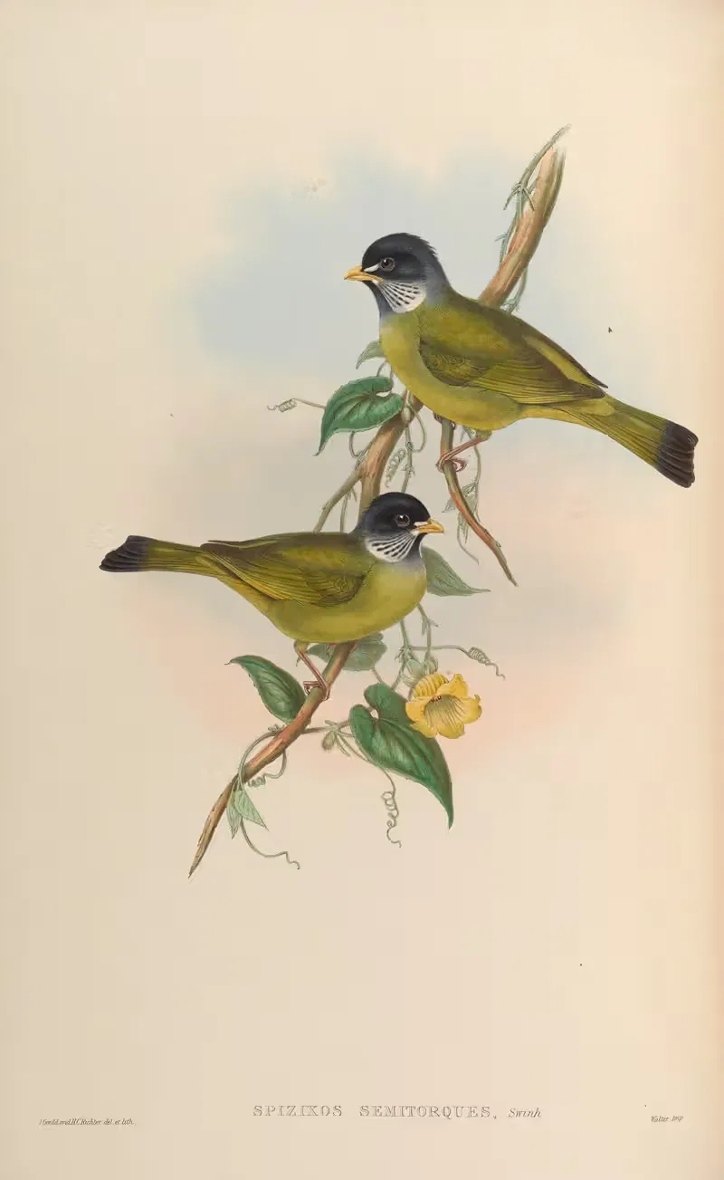 Chinese Spizixos (Spizixos csemitorques) by John Gould, 1850-1883 — digital art print download